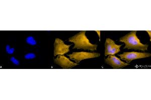 Immunocytochemistry/Immunofluorescence analysis using Rat Anti-HSF1 Monoclonal Antibody, Clone 10H4 . (HSF1 antibody  (Biotin))