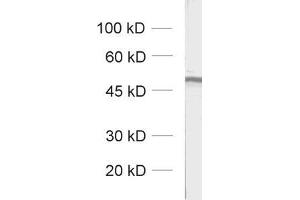 dilution: 1 : 1000, sample: unboiled synaptic membrane fraction of rat brain (LP1) (GABRA2 antibody  (AA 29-37))