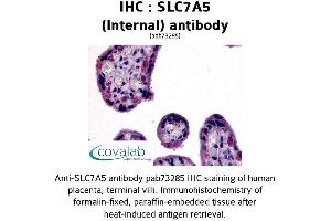 Image no. 1 for anti-Solute Carrier Family 7 (Cationic Amino Acid Transporter, Y+ System), Member 5 (SLC7A5) (Internal Region) antibody (ABIN1739422) (SLC7A5 antibody  (Internal Region))