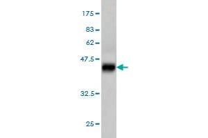 Western Blotting (WB) image for anti-Ribosomal Protein S6 Kinase, 70kDa, Polypeptide 1 (RPS6KB1) (AA 416-525) antibody (ABIN562722)