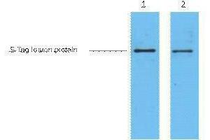 Western Blotting (WB) image for anti-S-Tag antibody (ABIN3178570) (S-Tag antibody)