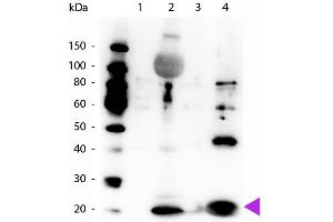 Western Blot of Rabbit Anti-Myosin pS19/pS20 antibody. (MYL12A antibody  (N-Term))