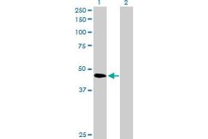 Western Blot analysis of SERPINB2 expression in transfected 293T cell line by SERPINB2 MaxPab polyclonal antibody.