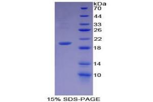 SDS-PAGE analysis of Mouse GDF7 Protein.