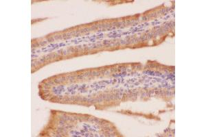 Anti-Crk p38 Picoband antibody,  IHC(P): Mouse Intestine Tissue (Crk antibody  (AA 2-246))