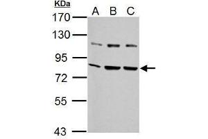 WB Image Sample (30 ug of whole cell lysate) A: NIH-3T3 B: JC C: BCL-1 7. (GRP78 antibody  (C-Term))