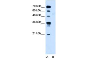Western Blotting (WB) image for anti-Retinoid X Receptor, gamma (RXRG) antibody (ABIN2461805) (Retinoid X Receptor gamma antibody)
