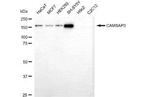 anti-Calmodulin Regulated Spectrin-Associated Protein Family, Member 3 (CAMSAP3) antibody