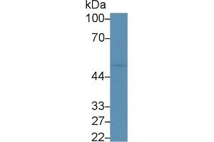 Western Blot; Sample: Mouse Liver lysate; Primary Ab: 5µg/ml Rabbit Anti-Mouse DDOST Antibody Second Ab: 0. (DDOST antibody  (AA 29-412))