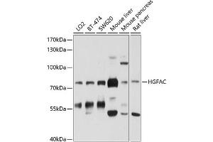 Western blot analysis of extracts of various cell lines, using HGFAC antibody (ABIN6132022, ABIN6141746, ABIN6141747 and ABIN6214246) at 1:1000 dilution. (HGFA antibody  (AA 408-655))