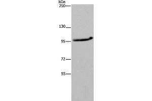 Western Blot analysis of LO2 cell using MAP3K11 Polyclonal Antibody at dilution of 1:400 (MAP3K11 antibody)