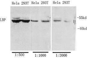 Western Blot (WB) analysis of specific cells using Antibody diluted at 1:1000. (LBP antibody  (Internal Region))