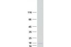 Validation with Western Blot (SF3B5 Protein (Myc-DYKDDDDK Tag))