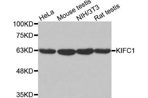Western blot analysis of extracts of various cell lines, using KIFC1 antibody.
