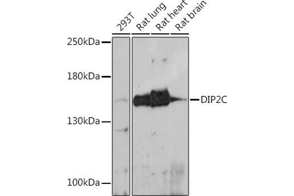 DIP2C antibody