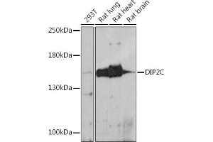 Western blot analysis of extracts of various cell lines, using DIP2C antibody (ABIN7266780) at 1:1000 dilution. (DIP2C antibody)