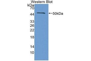 Western Blotting (WB) image for anti-Interferon, beta 1, Fibroblast (IFNB1) (AA 22-186) antibody (ABIN3209025)