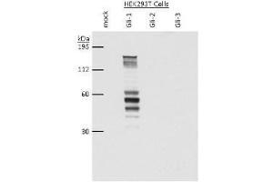 Western Blot - Gli1 Antibody Western blot using  anti-Gli-1 antibody shows detection of a band at ~150 kDa (arrowhead) corresponding to human Gli-1 present in transfected 293T cell lysates (lanes 2 and 4). (GLI1 antibody  (AA 805-820))