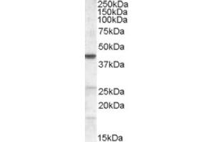 Image no. 1 for anti-Abhydrolase Domain Containing 5 (ABHD5) (Internal Region) antibody (ABIN374842) (ABHD5 antibody  (Internal Region))