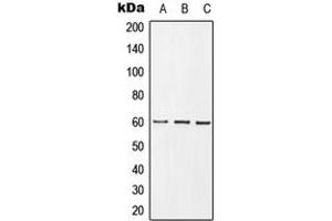 Western blot analysis of GRB10 (pY67) expression in HEK293T insulin-treated (A), mouse spleen (B), PC12 insulin-treated (C) whole cell lysates. (GRB10 antibody  (N-Term, pTyr67))