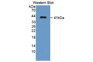Figure. (IREB2 antibody  (AA 1-343))