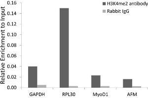 Chromatin immunoprecipitation analysis extracts of 293 cell line, using Dimethyl-Histone H3-K4 antibody (ABIN5969803) and rabbit IgG. (Histone 3 antibody  (H3K4me2))