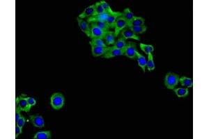 Immunofluorescent analysis of HepG2 cells using ABIN7153597 at dilution of 1:100 and Alexa Fluor 488-congugated AffiniPure Goat Anti-Rabbit IgG(H+L) (Cx40/GJA5 antibody  (AA 227-358))
