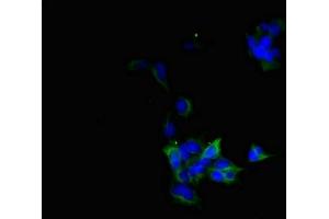 Immunofluorescent analysis of 293 cells using ABIN7145640 at dilution of 1:100 and Alexa Fluor 488-congugated AffiniPure Goat Anti-Rabbit IgG(H+L) (BVES antibody  (AA 241-360))