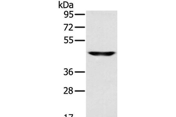 MCT3 antibody