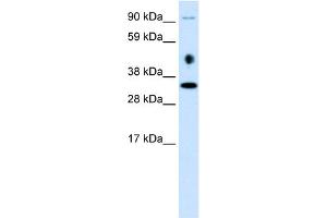 WB Suggested Anti-EN2 Antibody Titration: 0. (EN2 antibody  (C-Term))