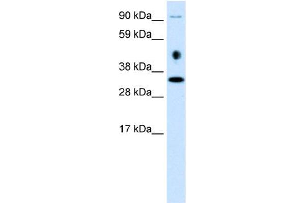 EN2 antibody  (C-Term)
