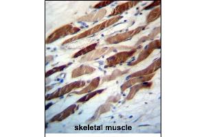 WIPI2 Antibody (N-term) (ABIN657237 and ABIN2846338) immunohistochemistry analysis in formalin fixed and paraffin embedded human skeletal muscle followed by peroxidase conjugation of the secondary antibody and DAB staining.
