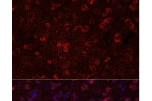 Immunofluorescence analysis of Mouse brain using GRIN2B Polyclonal Antibody at dilution of 1:100. (GRIN2B antibody)