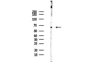 anti-Cofactor of BRCA1 (COBRA1) (C-Term) antibody