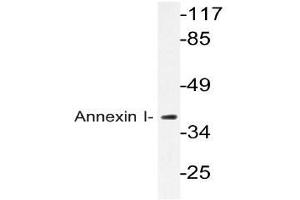 Western blot (WB) analysis of Annexin I antibody in extracts from HeLa cells. (Annexin a1 antibody)