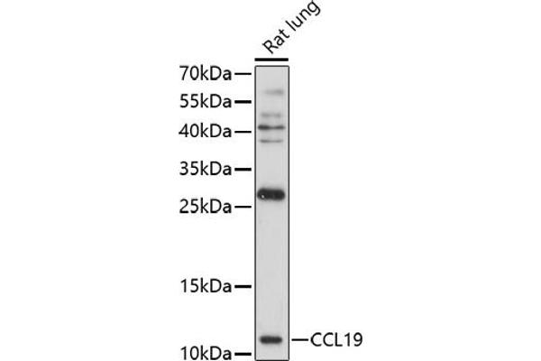 CCL19 antibody  (AA 22-95)