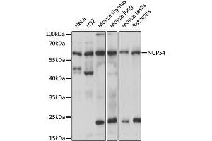 Western blot analysis of extracts of various cell lines, using NUP54 antibody (ABIN7269044) at 1:1000 dilution. (NUP54 antibody  (AA 100-400))