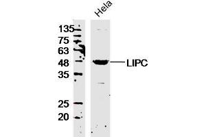 Hela lysates probed with LIPC Polyclonal Antibody, Unconjugated  at 1:300 overnight at 4˚C.