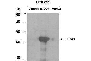 Western Blotting (WB) image for anti-Indoleamine 2,3-Dioxygenase 1 (IDO1) antibody (ABIN1043820)