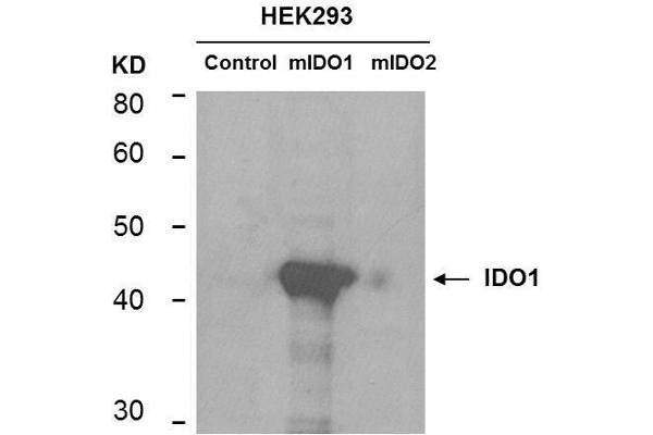 IDO1 anticorps