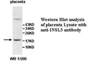 Image no. 1 for anti-Insulin-Like 3 (Leydig Cell) (INSL3) antibody (ABIN1577259)
