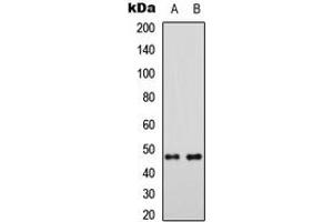 Western blot analysis of MRPS5 expression in HEK293T (A), Raw264. (MRPS5 antibody  (C-Term))