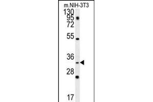 C10orf63 Antibody (Center) (ABIN657863 and ABIN2846819) western blot analysis in mouse NIH-3T3 cell line lysates (35 μg/lane). (ENKUR antibody  (AA 109-137))