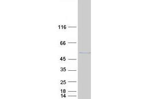 Validation with Western Blot (EIF3F Protein (Myc-DYKDDDDK Tag))