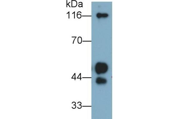 KNG1 antibody  (AA 390-644)