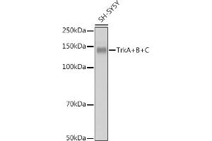 Western blot analysis of extracts of SH-SY5Y cells, using TrkA+B+C antibody (ABIN1679182, ABIN1679183, ABIN7101489 and ABIN7101490) at 1:1000 dilution. (TrkA, B, C antibody)
