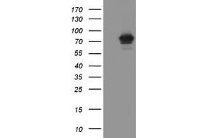 Image no. 1 for anti-F-Box Protein 42 (FBXO42) (AA 356-717) antibody (ABIN1491451) (FBXO42 antibody  (AA 356-717))