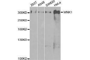 Western blot analysis of extracts of various cell lines, using WNK1 antibody.