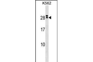 IL15RA Antibody (Center) (ABIN1538627 and ABIN2850245) western blot analysis in K562 cell line lysates (35 μg/lane). (IL15RA antibody  (AA 79-106))
