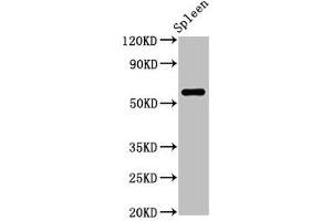 Western Blot Positive WB detected in: Rat spleen tissue All lanes: RBMY1A1 antibody at 2. (RBMY1A1 antibody  (AA 1-459))